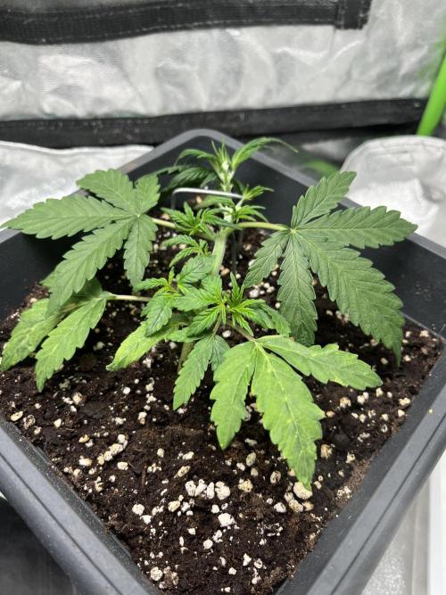 Mimosa Autoflower by MSNL Seeds. Week 3