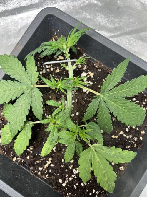 Mimosa Autoflower by MSNL Seeds. Week 3