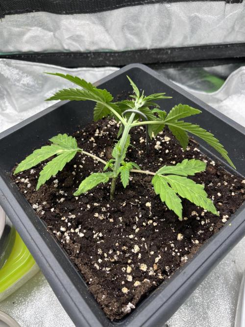 Mimosa Autoflower by MSNL Seeds. Week 3