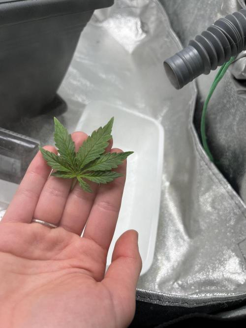 Mimosa Autoflower by MSNL Seeds. Week 3