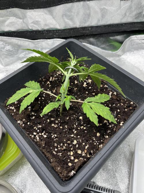 Mimosa Autoflower by MSNL Seeds. Week 3