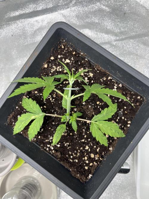 Mimosa Autoflower by MSNL Seeds. Week 3