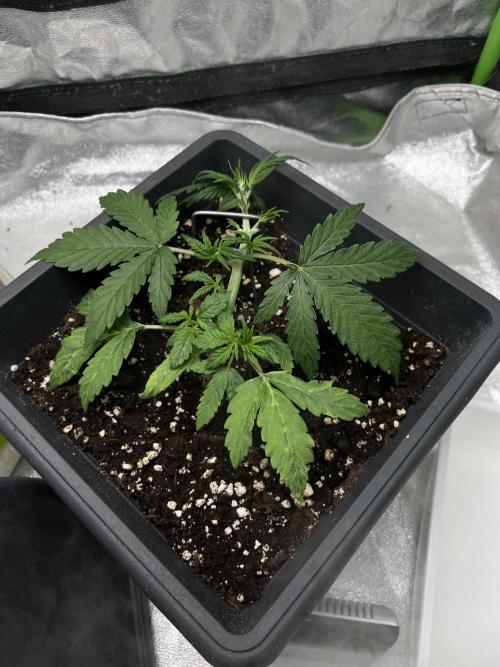 Mimosa Autoflower by MSNL Seeds. Week 3