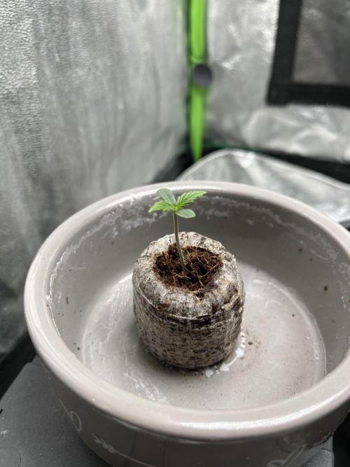 Sweet Muscle 💪🍬. Week 1