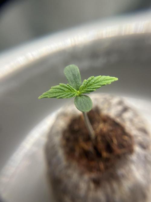 Sweet Muscle 💪🍬. Week 1