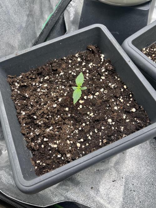 Sweet Muscle 💪🍬. Week 1