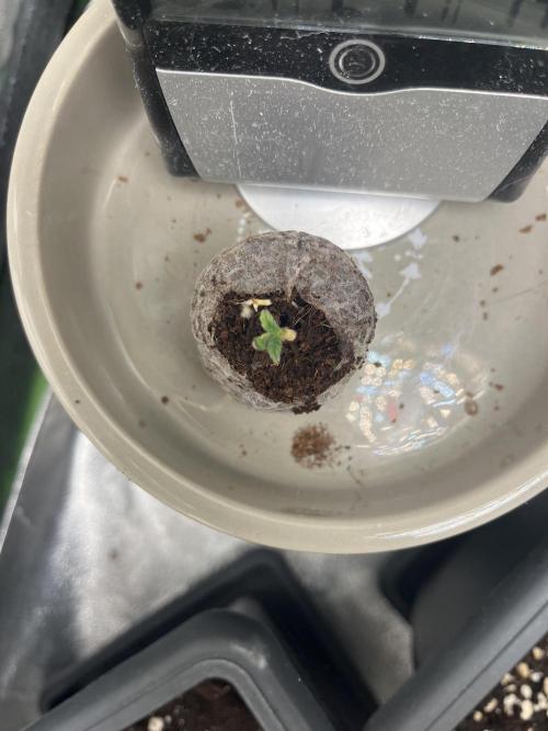 Sweet Muscle 💪🍬. Week 1