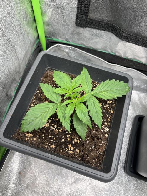 Sweet Muscle 💪🍬. Week 2