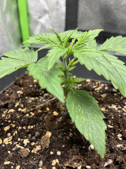 Sweet Muscle 💪🍬. Week 2