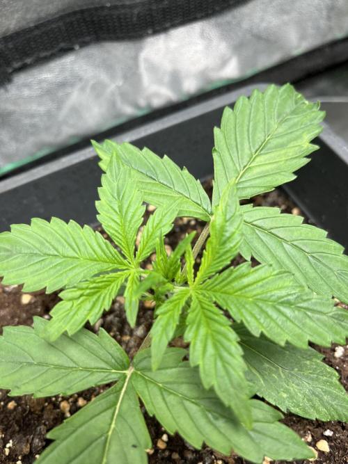 Sweet Muscle 💪🍬. Week 2