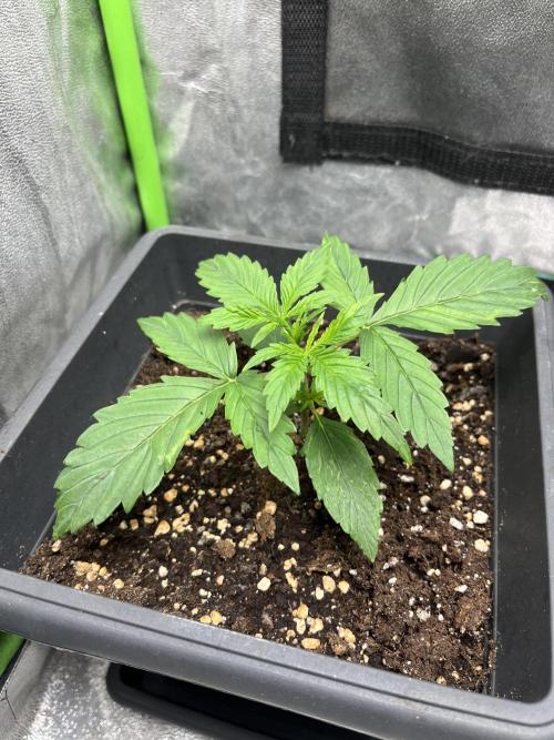 Sweet Muscle 💪🍬. Week 2