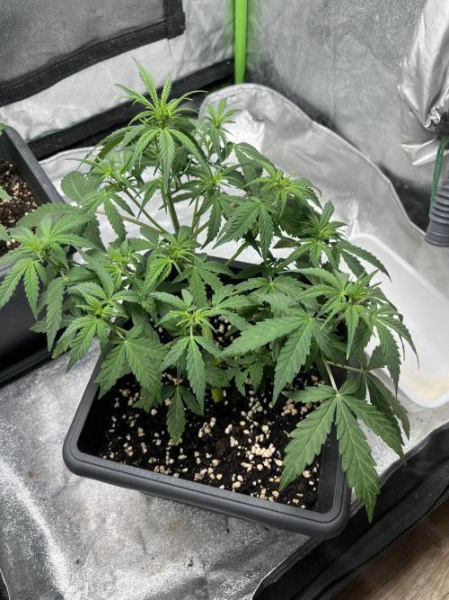 Mimosa Autoflower by MSNL Seeds. Week 4