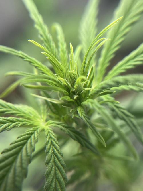 Mimosa Autoflower by MSNL Seeds. Week 4