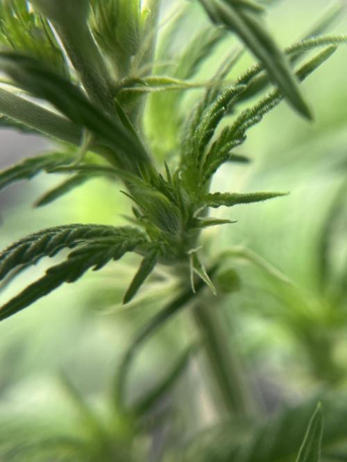 Mimosa Autoflower by MSNL Seeds. Week 4