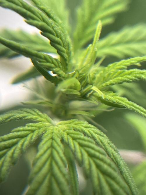 Mimosa Autoflower by MSNL Seeds. Week 4