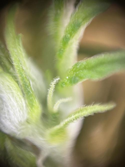 Mimosa Autoflower by MSNL Seeds. Week 4