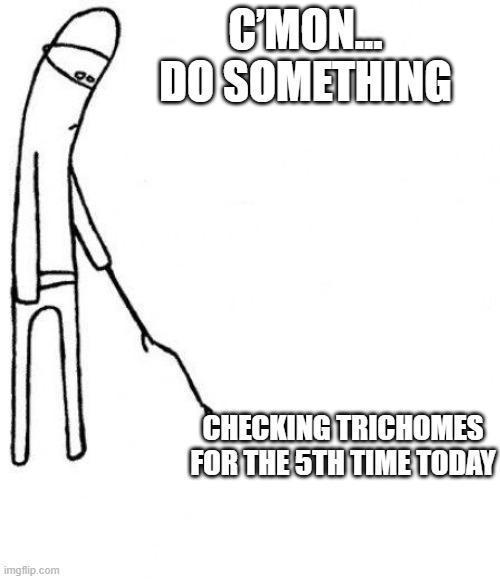 RHC: My First Photoperiod Adventure 🔥. Week 22