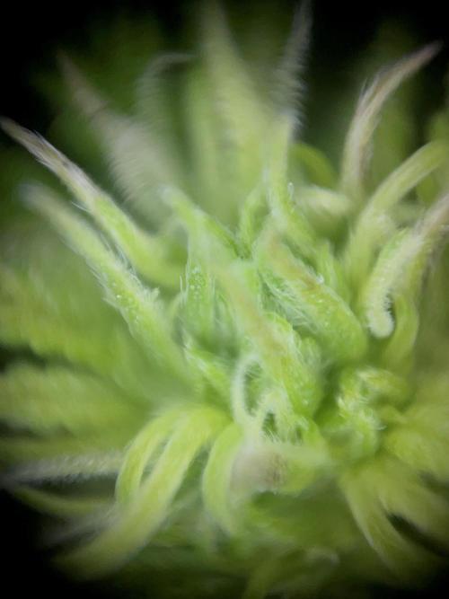 Mimosa Autoflower by MSNL Seeds. Week 5