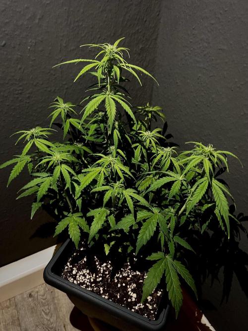 Mimosa Autoflower by MSNL Seeds. Week 5