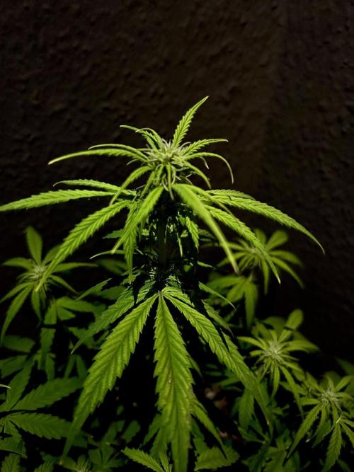 Mimosa Autoflower by MSNL Seeds. Week 5