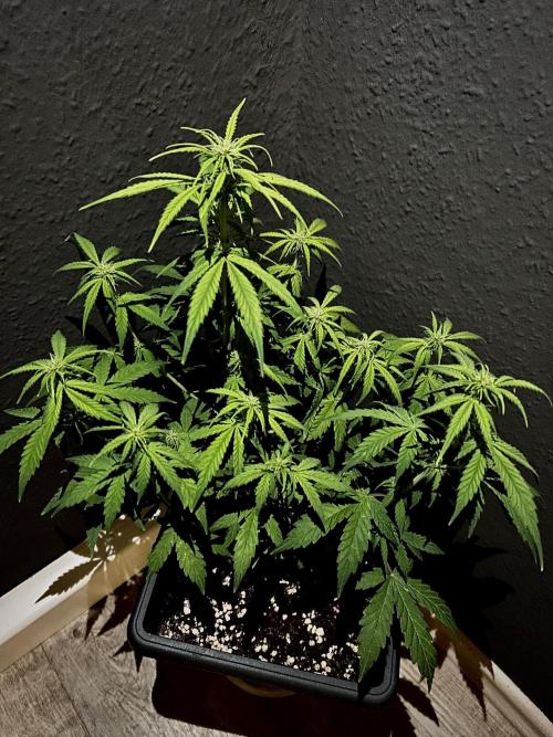 Mimosa Autoflower by MSNL Seeds. Week 5