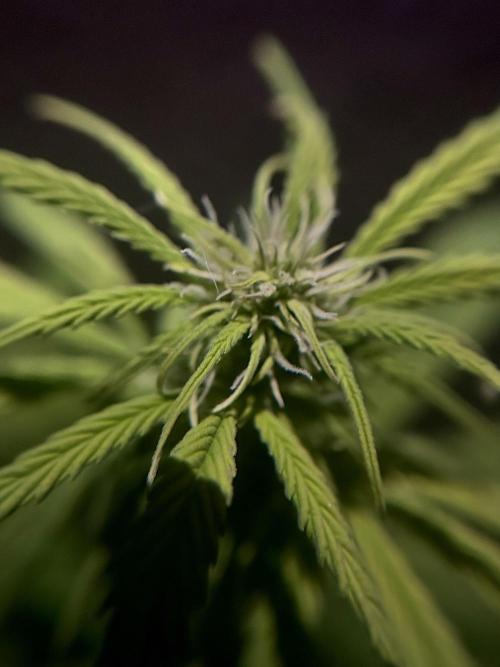 Mimosa Autoflower by MSNL Seeds. Week 5