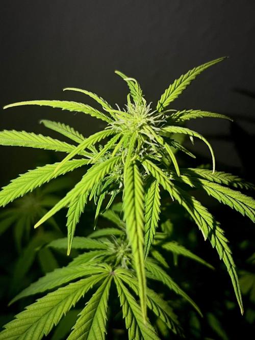 Mimosa Autoflower by MSNL Seeds. Week 5