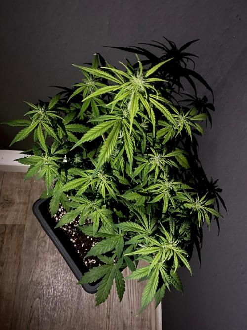 Mimosa Autoflower by MSNL Seeds. Week 5