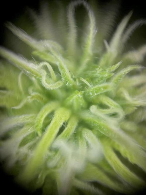 Mimosa Autoflower by MSNL Seeds. Week 5