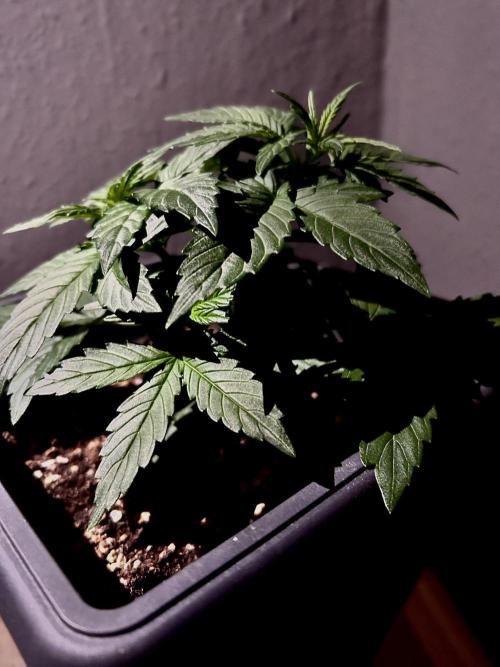 Sweet Muscle 💪🍬. Week 3