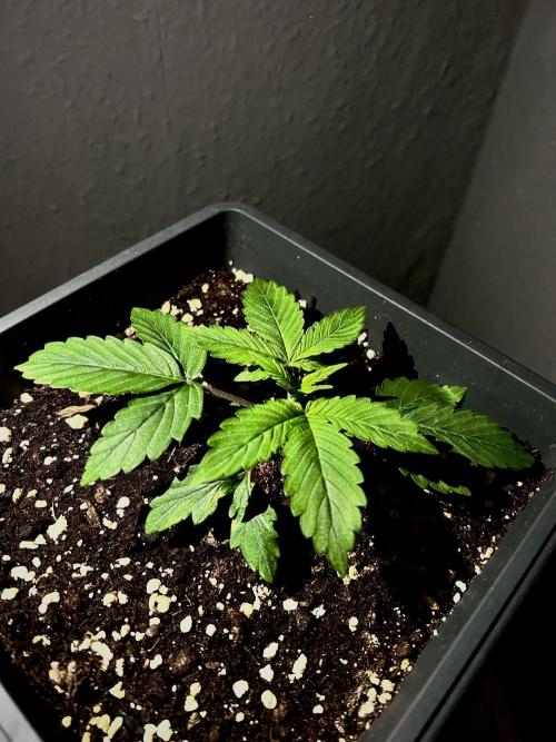 Sweet Muscle 💪🍬. Week 3