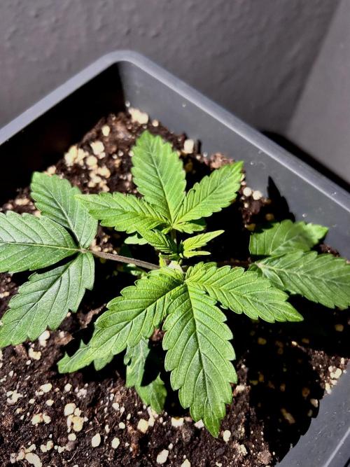 Sweet Muscle 💪🍬. Week 3