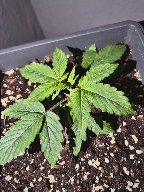 Sweet Muscle 💪🍬. Week 3