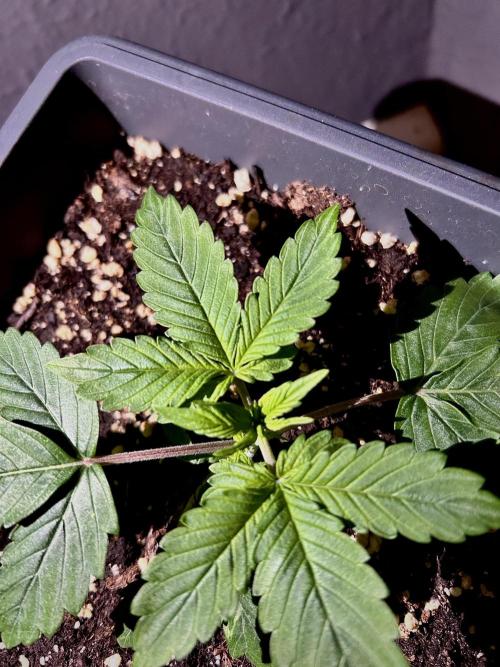 Sweet Muscle 💪🍬. Week 3