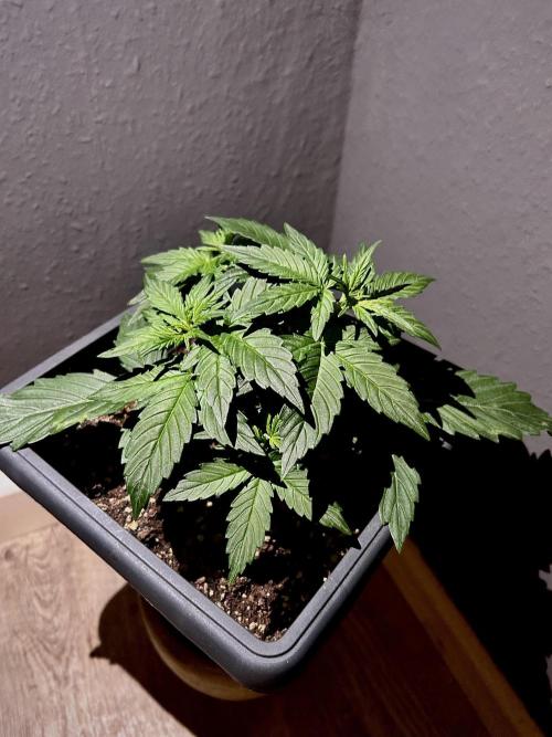 Sweet Muscle 💪🍬. Week 3