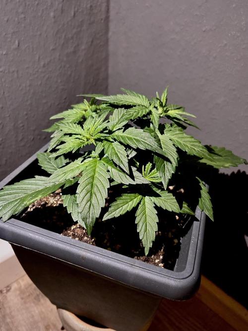 Sweet Muscle 💪🍬. Week 3