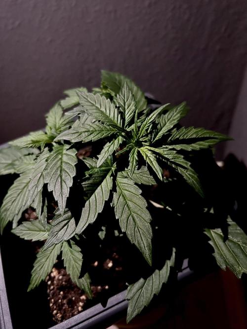 Sweet Muscle 💪🍬. Week 3