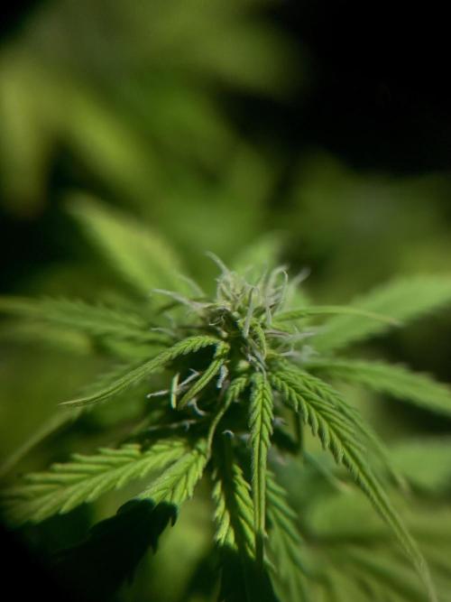 Mimosa Autoflower by MSNL Seeds. Week 6