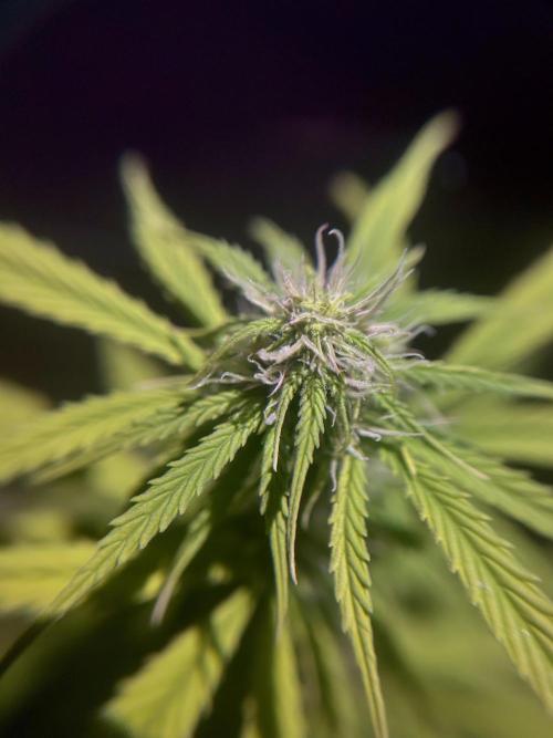 Mimosa Autoflower by MSNL Seeds. Week 6