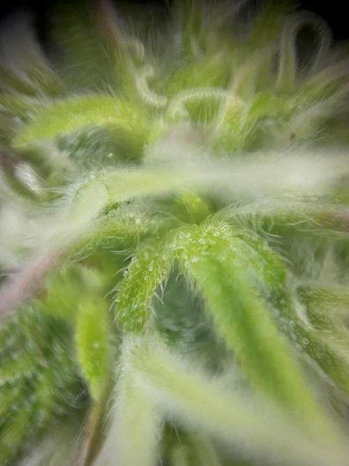 Mimosa Autoflower by MSNL Seeds. Week 6