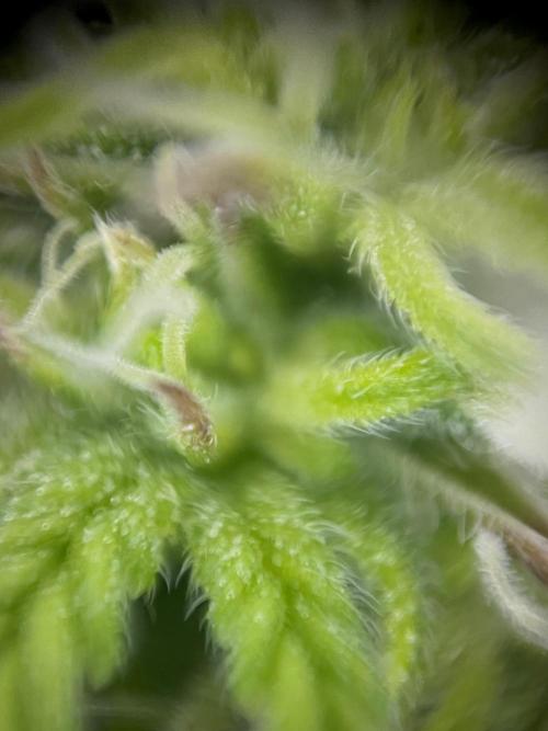 Mimosa Autoflower by MSNL Seeds. Week 6