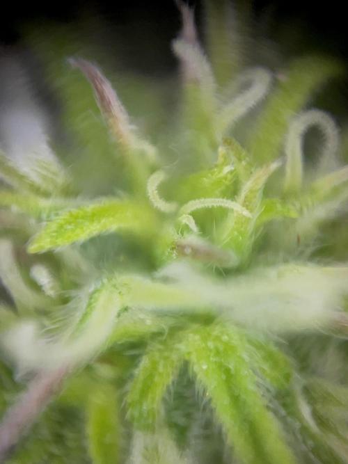 Mimosa Autoflower by MSNL Seeds. Week 6