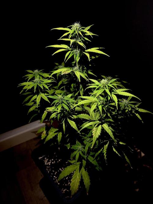 Mimosa Autoflower by MSNL Seeds. Week 6