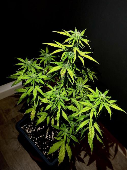 Mimosa Autoflower by MSNL Seeds. Week 6