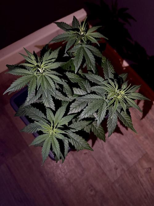 Sweet Muscle 💪🍬. Week 4