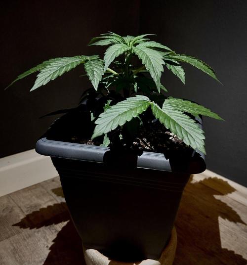 Sweet Muscle 💪🍬. Week 4