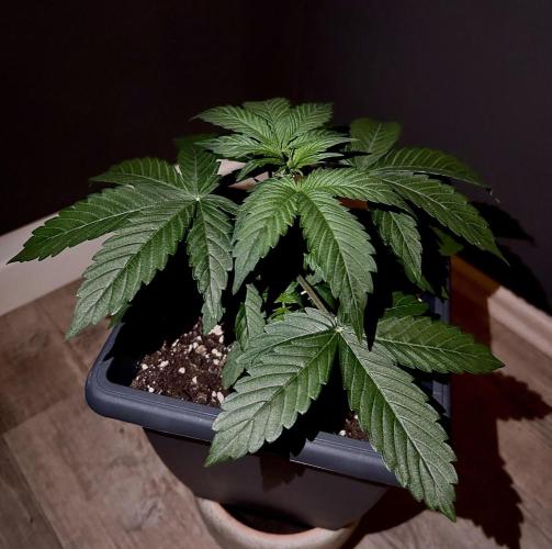 Sweet Muscle 💪🍬. Week 4