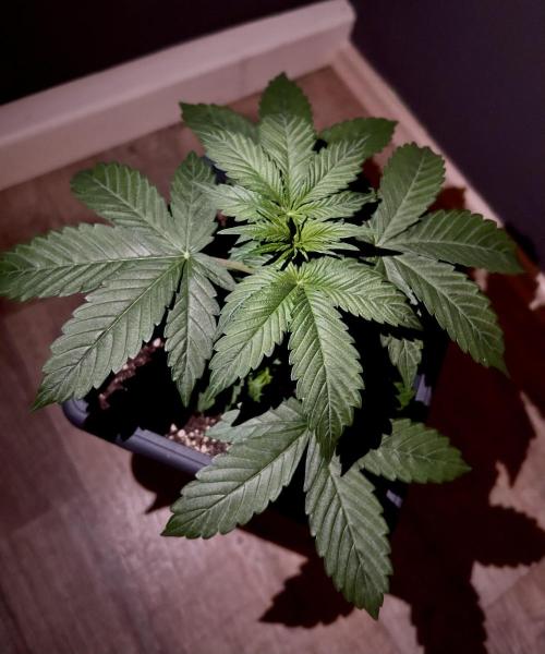 Sweet Muscle 💪🍬. Week 4