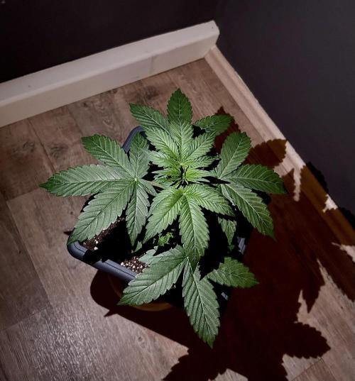 Sweet Muscle 💪🍬. Week 4