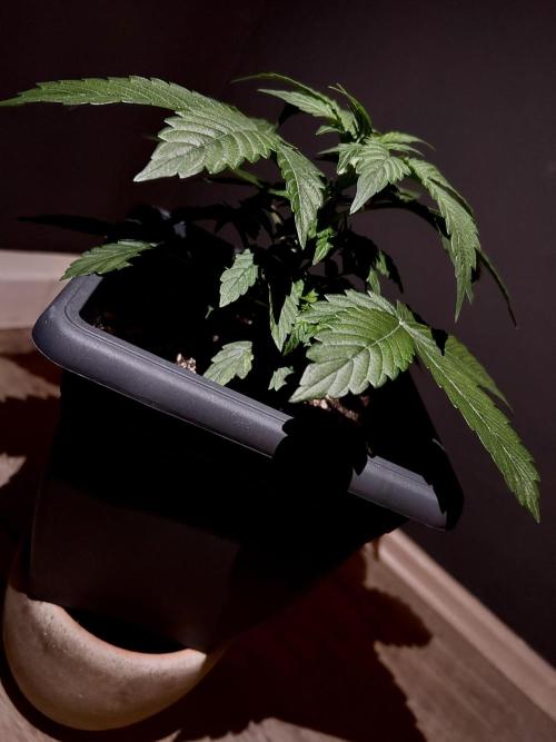 Sweet Muscle 💪🍬. Week 4